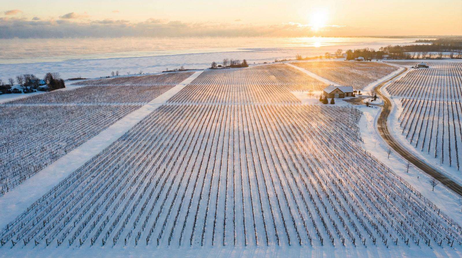尼亚加拉冬季葡萄园 - 加拿大28 年份报告